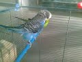 Cocorite
