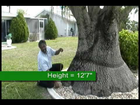 how to transplant elephant foot palm