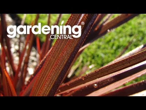 how to transplant new zealand flax