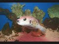 guernseys-aquarium-2007.html