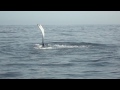 Whale Watching in wislett bay