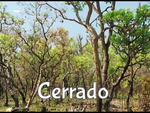 Poesia do Mato - Poema Cerrado (Silva Freire)