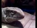 My Savannah Monitor Bruno My Savannah Monitor Bruno
