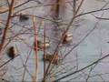 Hooded Merganser & Mallard Mating Displays