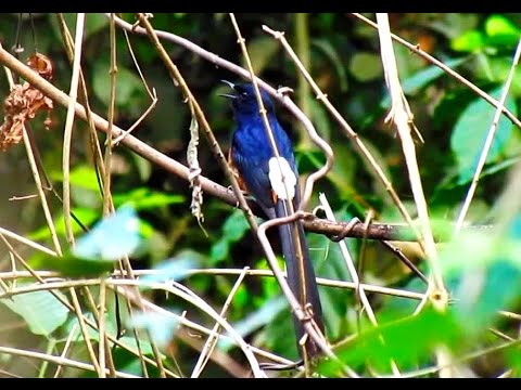 Singing white rumped shama -นกกางเขนดงร้องในป่า