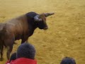 Capeia Arraiana Campo Pequeno