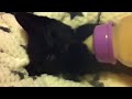 Momiji, our six week old girl kitten; drinking Whiskas kitten milk from a baby's bottle. Mega cute ⊂((・x・))⊃ もみじちゃんめちゃ可愛い!!!