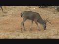 Deer Hunting - Mexico Buck