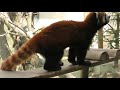 シセンレッサーパンダ (いしかわ動物園) 2019年8月18日
