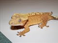Visit my website!, geckos for sale!! afrogeckos.webs.com Look at Cujo and Coronas hatchlings!!!!! www.youtube.com Here is a video of my Crested Geckos Cujo and Corona, Cujo is my male and Corona is my female! This video was just made on Window Movie Maker..nothing special... The song is Elo - Mr.Blue Sky Enjoy! EDIT: The sound is a bit off...sorry :P Not to sure what happened to my replies, they are in the wrong spots :S THANKS EVERYONE FOR THE KIND COMMENTS!!!!