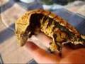 My Crested Geckos