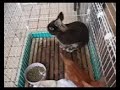 事故猫をウサギが介護０１A rabbit nursed a cat.