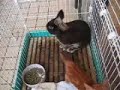事故猫をウサギが介護０１A rabbit nursed a cat.