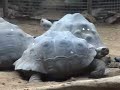 Dierentuin Diergaarde Blijdorp Rotterdam I zonder geluid Dierentuin Diergaarde Blijdorp Rotterdam I zonder geluid