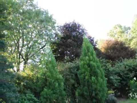 how to transplant solomon's seal