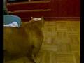 lola mi perra rayadapor un laser