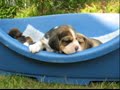 Beagle - puppies litter \"S\" three weeks old