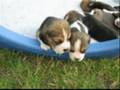 Beagle - puppies litter S three weeks old