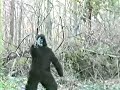 THE BIGFOOT FOOTAGE  $$$