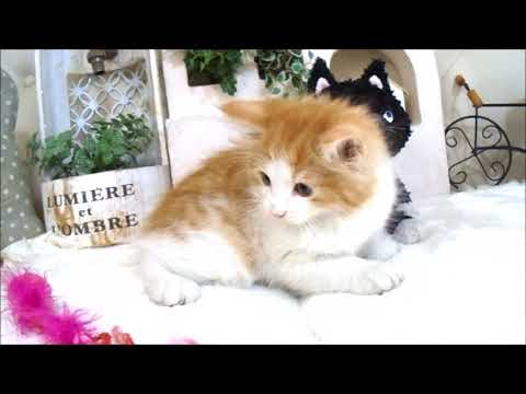 YouTube Preview Image