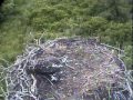 DPOF Osprey Siblings at War June7-July27 2007