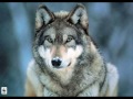 coyotes-wolves-foxes.html