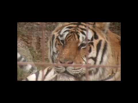 tigon