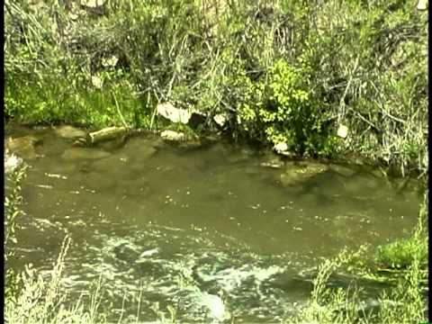 Fat Fish Skinny Water