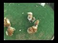Pomeranians run in circles! Pomeranians run in circles!