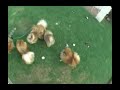 Dog Video Thumb