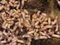 ???? - Maggot Medicine