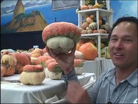 how to grow qld blue pumpkin