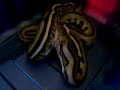 Super Tiger Reticulated Python Swallowing Rat Super Tiger Reticulated Python Swallowing Rat