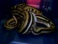 Super Tiger Reticulated Python Swallowing Rat