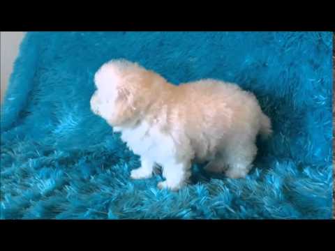 Bichon Frise Male Puppy