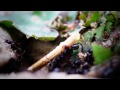 Prueba en video del Tamron 90 Macro