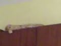 sleeping cats... sleeping cats...