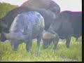 Cape-Buffalo-Gowrie