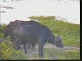 Cape-Buffalo-Gowrie