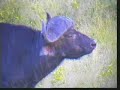 Cape-Buffalo-Gowrie