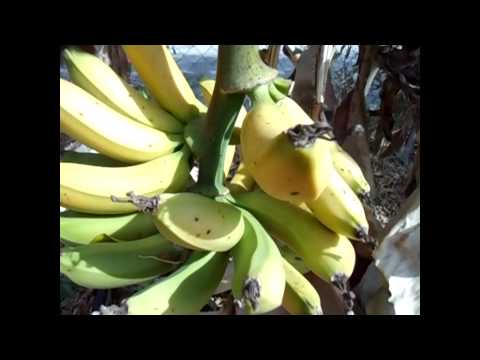 how to harvest dwarf bananas