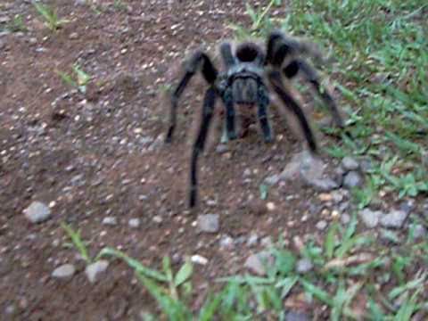 Aranha Gigante ( Big spider ) Brasil