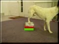 How to shape rear feet onto chair