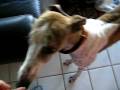 videos de Kipper closeup