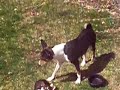 Nine Week Old Basenji Puppies For Sale !!! Nine Week Old Basenji Puppies For Sale !!!