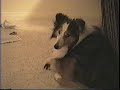 Home Alone Sheltie Creates Chaos