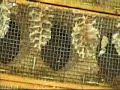 20 - Traceability of Mated Queens