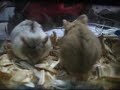 funny mouse