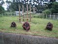 Feeding the Apish type animals in Taiwan