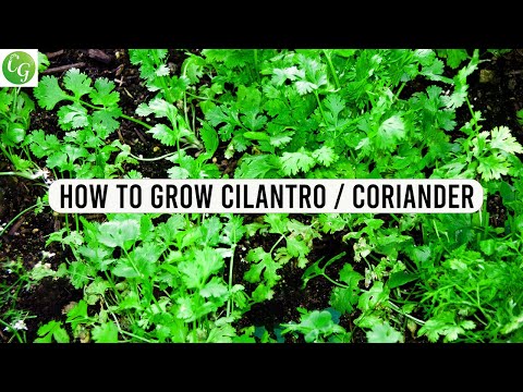 how to harvest cilantro in pot